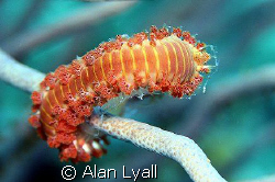 Fireworm - Bonaire - Canon EOS350D; EF-S 60mm; single DS-125 by Alan Lyall 